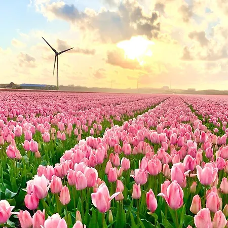Near Sint Maartenszee *